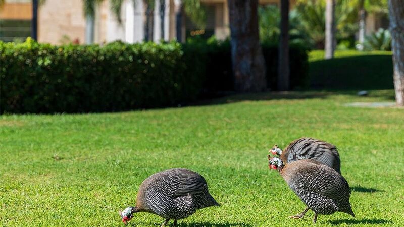 REGNUM CARYA GOLF & SPA RESORT