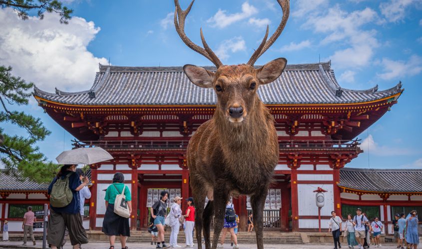 Elegant Japonya Türk Hava Yolları ile 7 Gece (Extra Turlar Dahil)