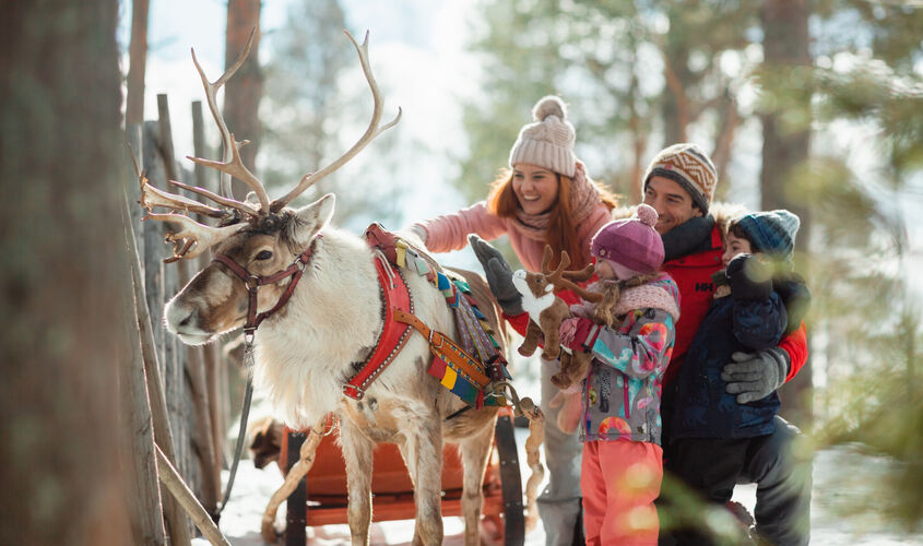 Yılbaşı Lapland Husky Ve Ren Geyiği Safari Dahil