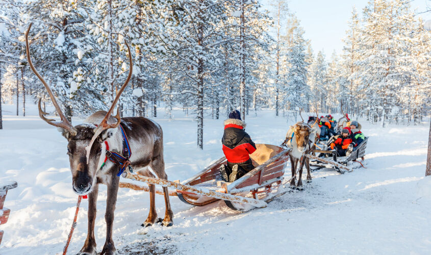 Yılbaşı Lapland Husky Ve Ren Geyiği Safari Dahil